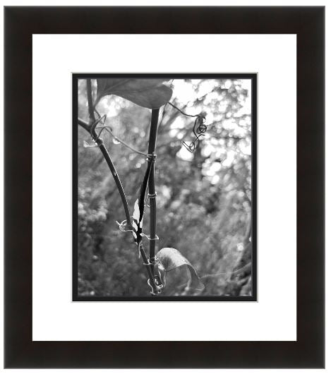 Framed VINE